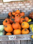 Pumpkins for sale 75 cents each